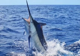 Marlin in Costa Rica