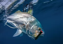 Trophy Roosterfish